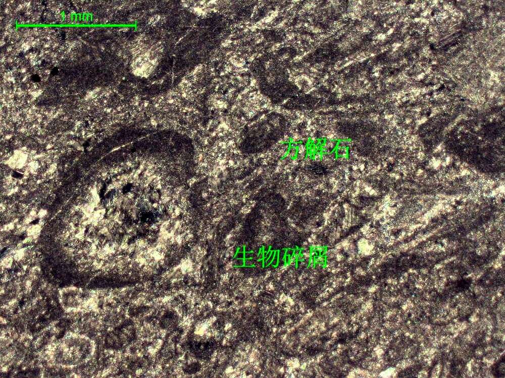 含生物屑粉晶灰岩