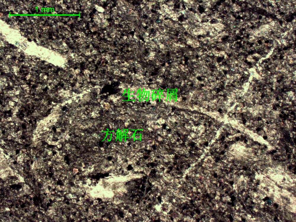 含生物屑细-粉晶灰岩