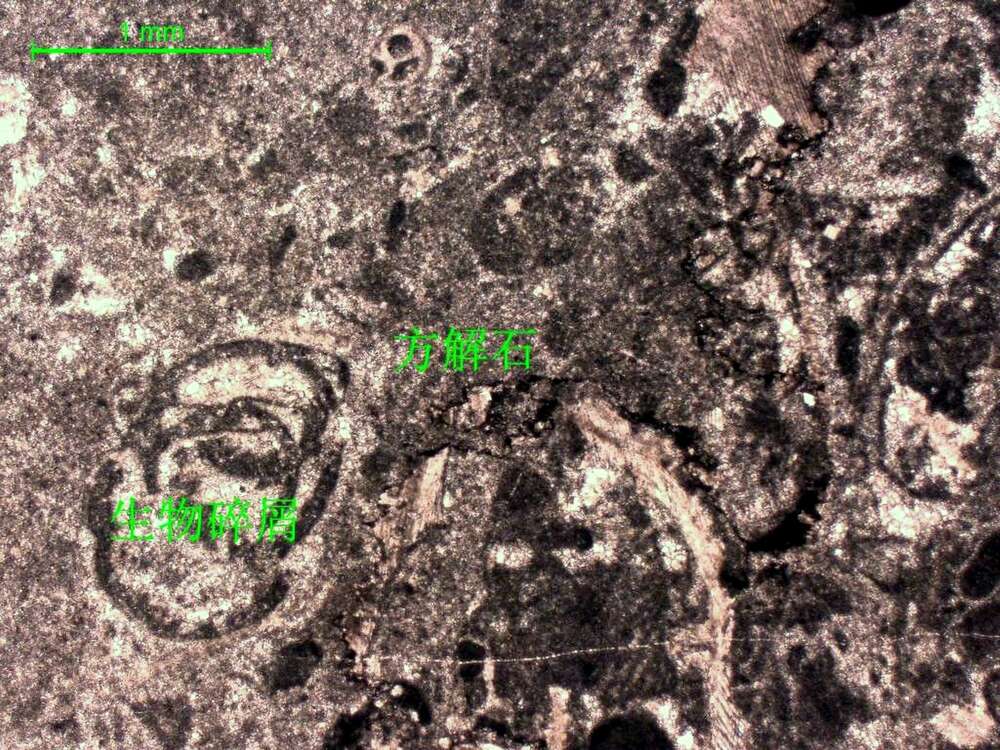 含生物屑微晶灰岩