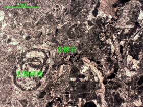 含生物屑微晶灰岩