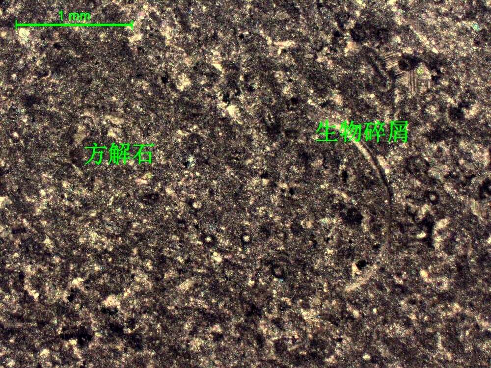 含生物屑微晶灰岩