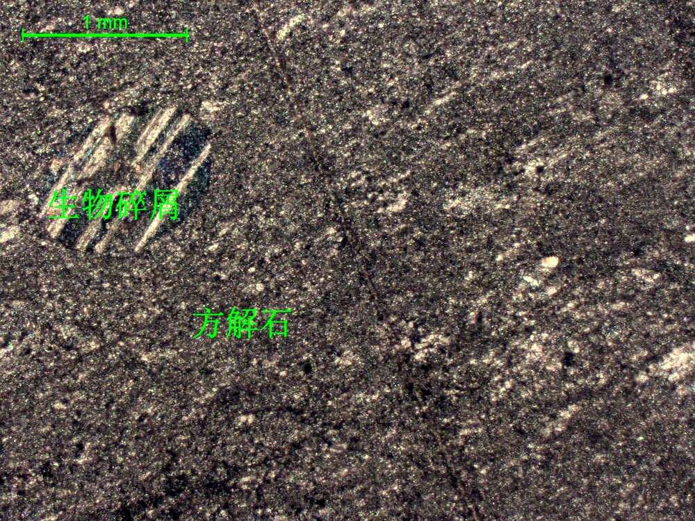 显微条带状含生物屑微晶灰岩