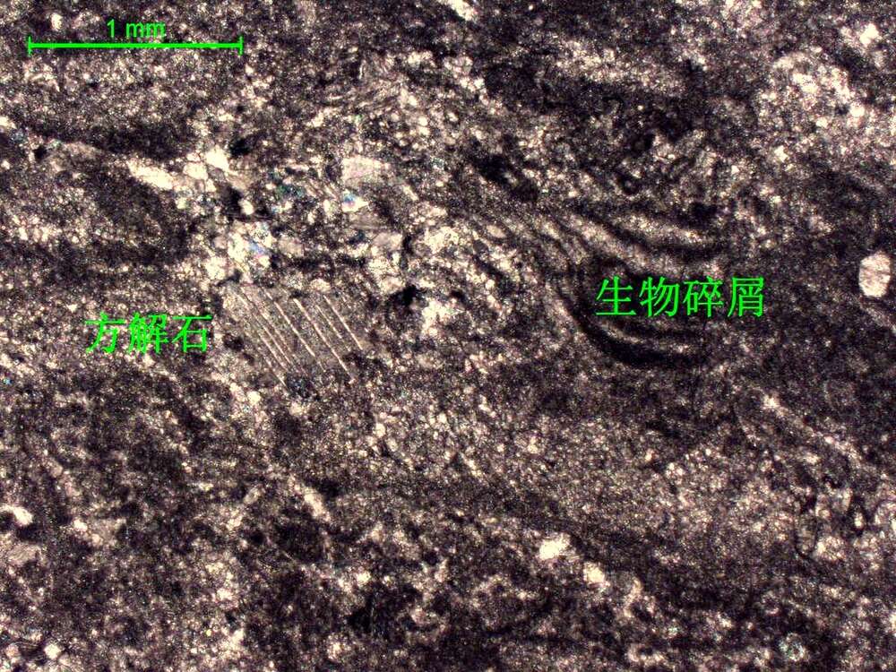 含生物屑微晶灰岩