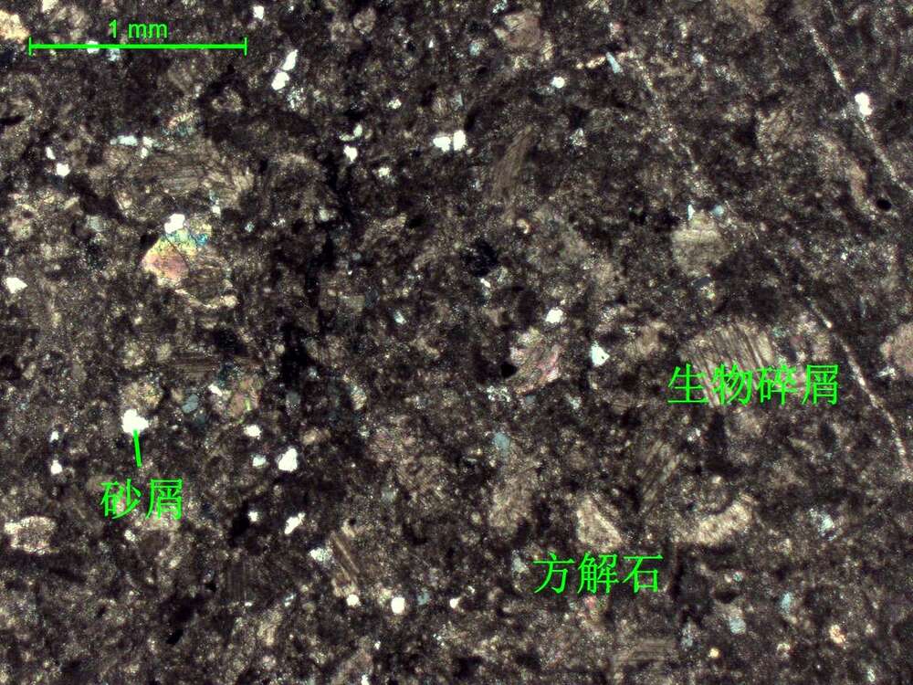 含生物屑微晶灰岩