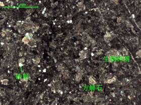 含生物屑微晶灰岩