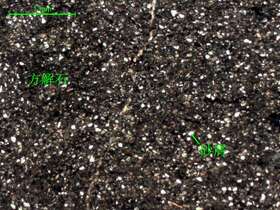 含细砂质粉晶-细晶灰岩