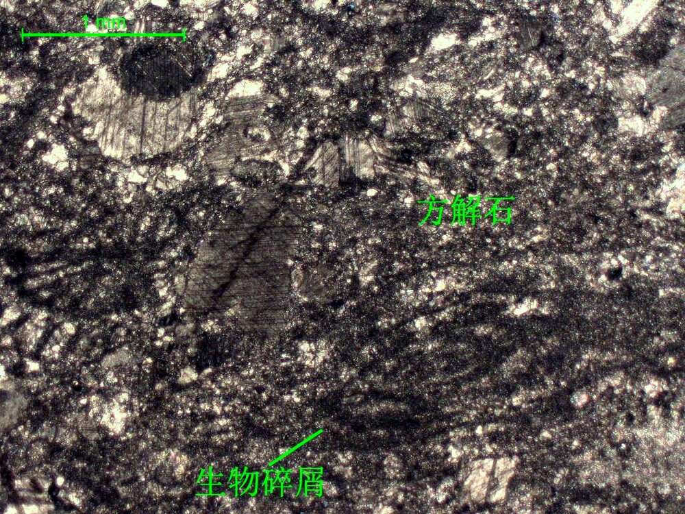 含生物屑微晶灰岩