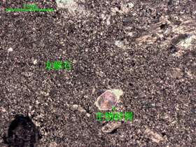 含生物屑微晶-粉晶灰岩