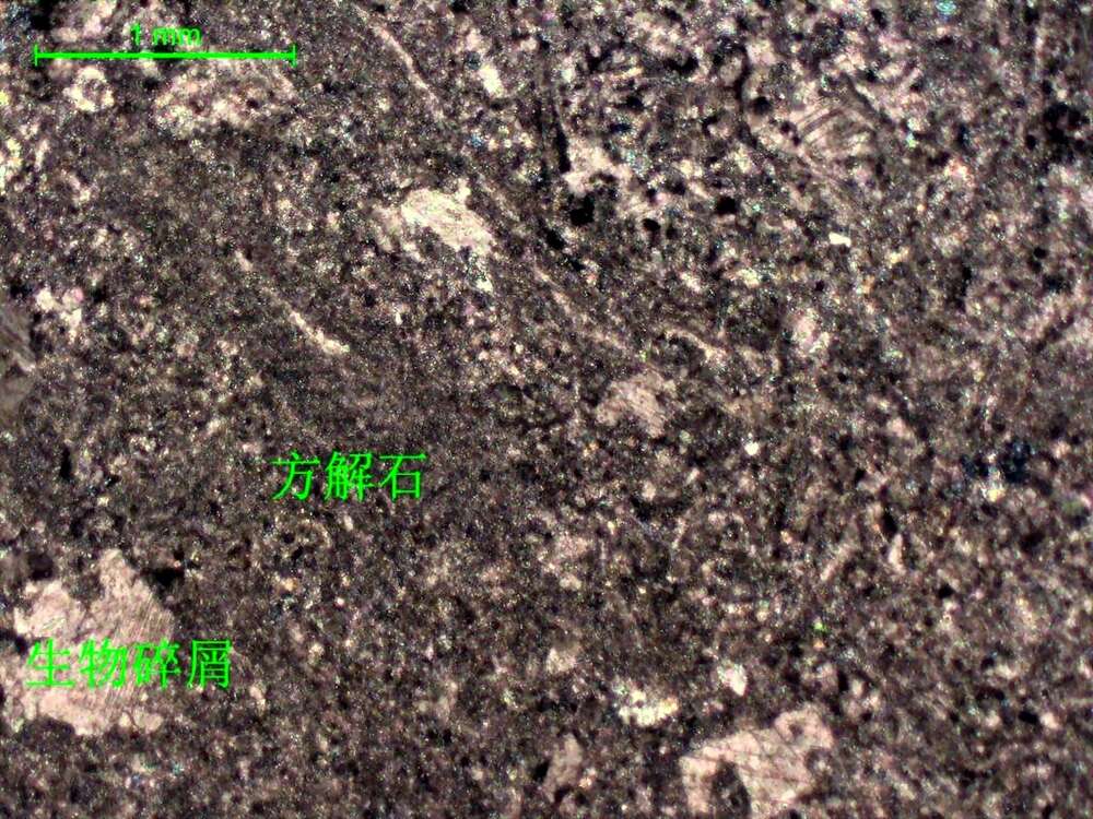 含生物屑微晶灰岩