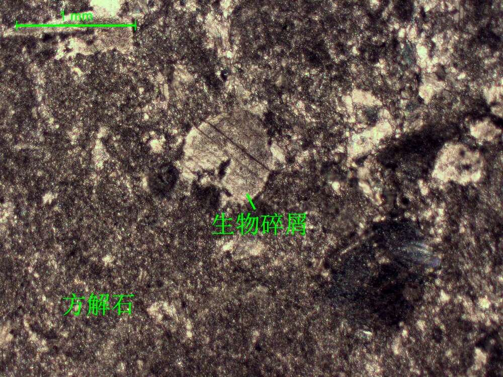 含生物屑微晶灰岩