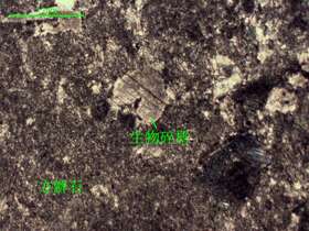 含生物屑微晶灰岩