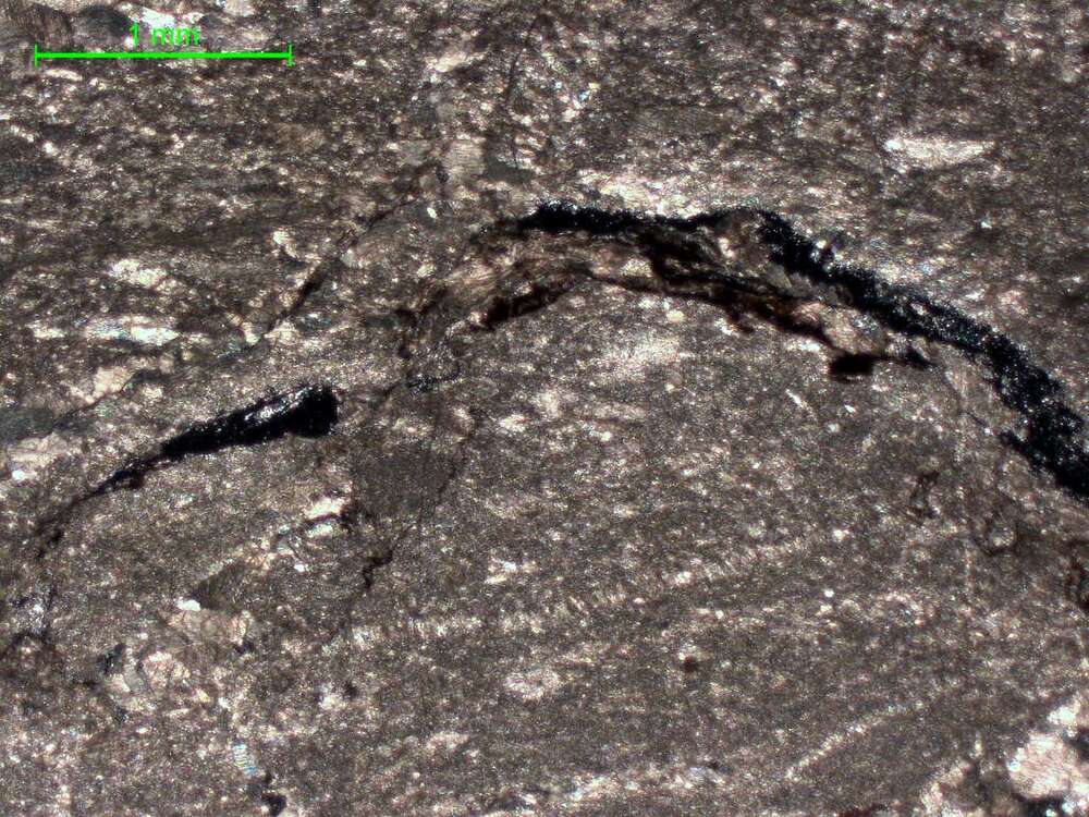 铝土矿化微晶灰岩