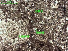 含细砂屑生屑微晶灰岩