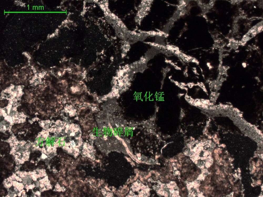 （锰矿化）含砂屑微-细晶灰岩