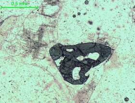 电气石-花岗伟晶岩